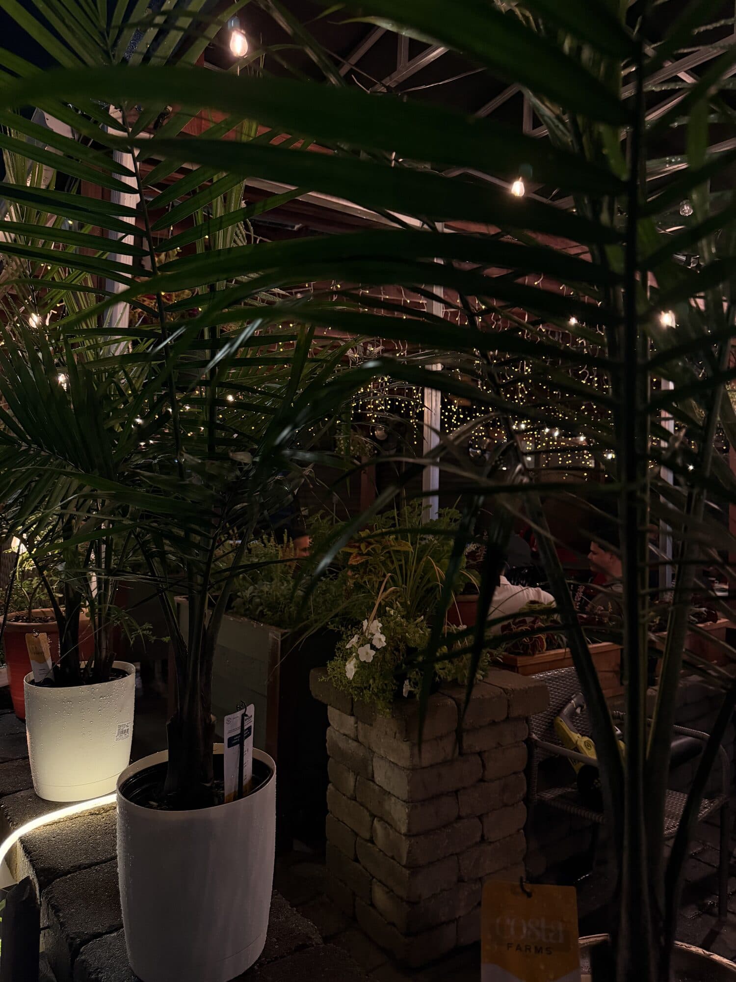The string-lit patio at night